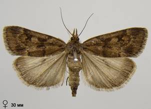 G.centuriella_1