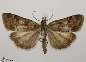 G.centuriella_2