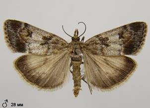 G.centuriella_3