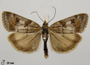 G.centuriella_4