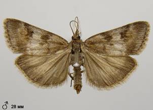 G.centuriella_5