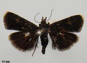 H.wulfeniana
