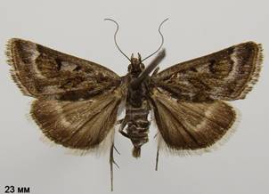 L.manualis.%20�����