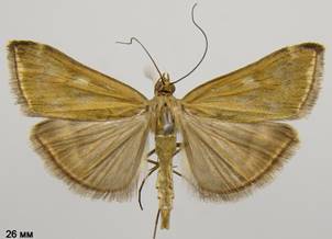 L.sticticalis_3