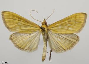 M.flavalis_2.%20