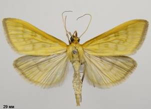 M.flavalis_4
