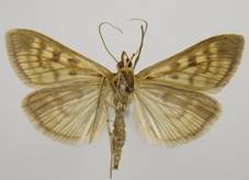 M.flavalis_4.