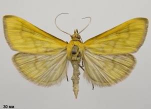 M.lutealis.%20