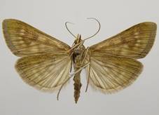 M.lutealis..