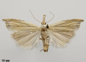 M.carectellus.%20