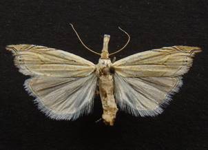 M.carectellus..