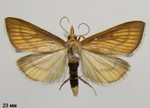 N.cilialis_1