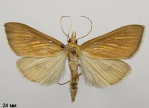 N.cilialis_2.%20