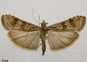 N.noctuella_1.%20