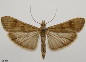 N.noctuella_2.%20