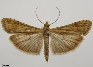 N.noctuella_3.%20