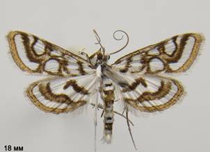 N.nitidulata_2