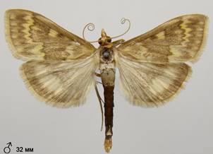 O.nubilalis_2
