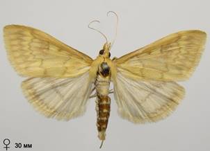 O.nubilalis_6