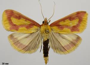 O.palustralis_1