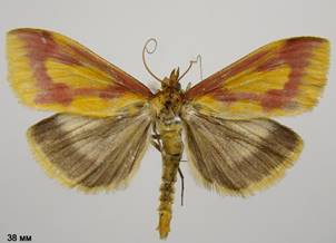 O.palustralis_3