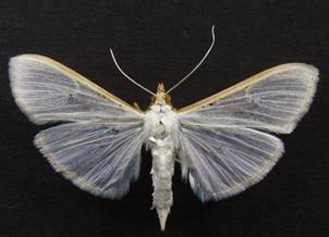 P.vitrealis_1