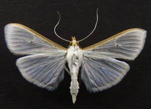 P.vitrealis_2