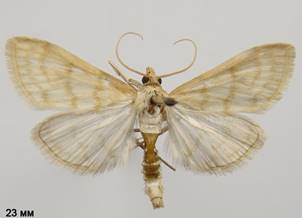 P.repandalis