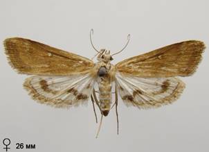 P.stratiotata_3.%20