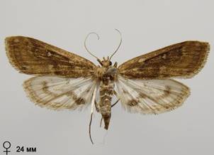 P.stratiotata_4.%20