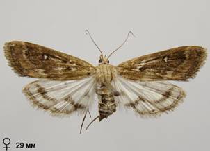 P.stratiotata_5