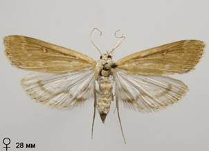 P.stratiotata_6