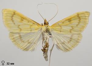 P.hyalinalis_1.%20