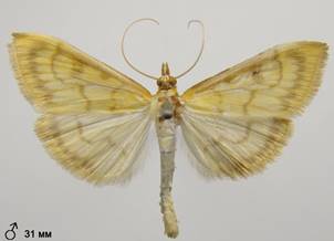 P.hyalinalis_2.%20