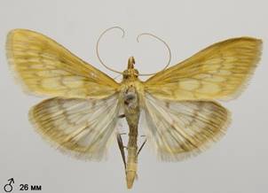 P.pandalis_2