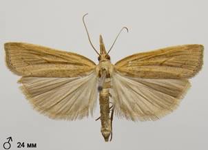 P.contaminella_1.%20