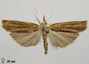 P.contaminella_2.%20