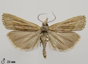 P.fascelinella_1