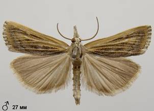 P.fascelinella_2