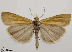 P.luteella_2.%20