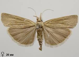 P.luteella_3.%20