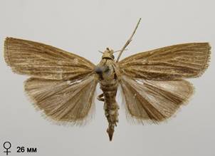 P.luteella_4.%20