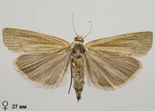 P.luteella_5