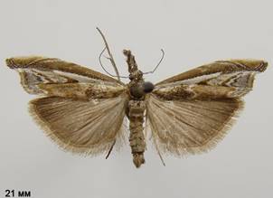 P.alpinella.%20