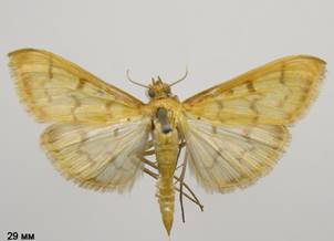 P.balteata.%20