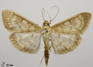 P.ruralis_1.%20