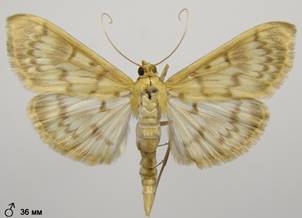 P.ruralis_2.%20