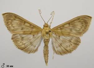 P.ruralis_3.%20