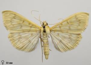 P.ruralis_4.%20