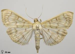 P.ruralis_5.%20